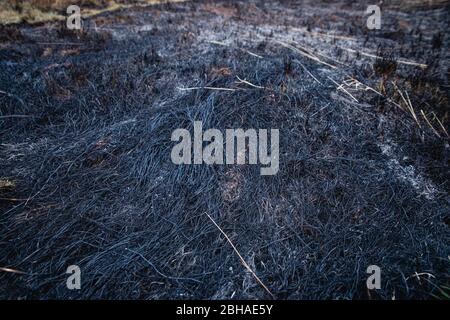 Cendres noires brûlées sur le champ après un incendie de forêt Banque D'Images