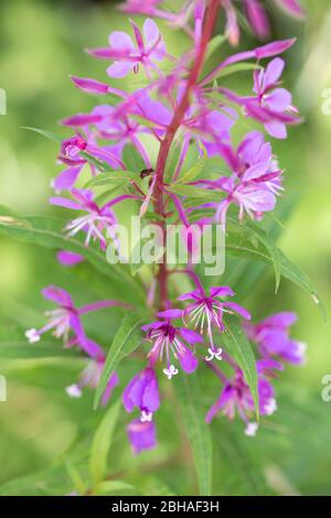 Inflorescence de la plante de willowherb à feuilles étroites, Epilobium angustifolium, herbe vivace, plante de bois de willowherb, herbacée de bois de willowherb Banque D'Images