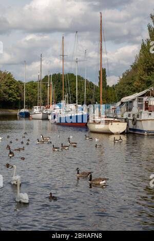 Yachts amarrés à la marina de l'île Spike à Widnes, partie du canal Sankey, qui mène par des portes de écluses à l'estuaire de Mersey Banque D'Images
