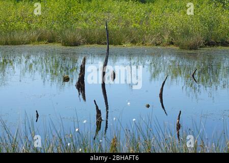 Étang avec des troncs d'arbres morts, Diepholzer Moor, Diepholz, Landkreis Diepholz, Basse-Saxe, Allemagne, Europe Banque D'Images