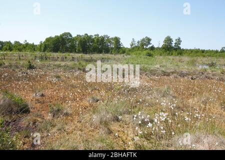 Diepholzer Moor, Diepholz, Landkreis Diepholz, Basse-Saxe, Allemagne, Europe Banque D'Images