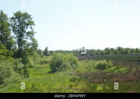 Diepholzer Moor, Diepholz, Landkreis Diepholz, Basse-Saxe, Allemagne, Europe Banque D'Images