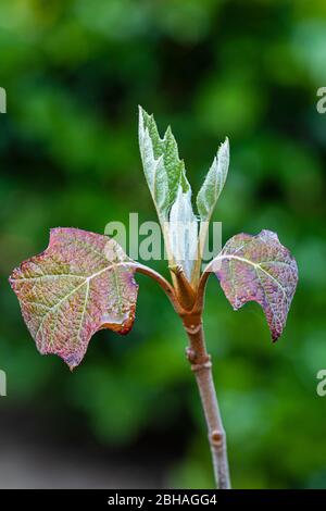 jeune pousse d'une hortensia de feuilles de chêne Banque D'Images