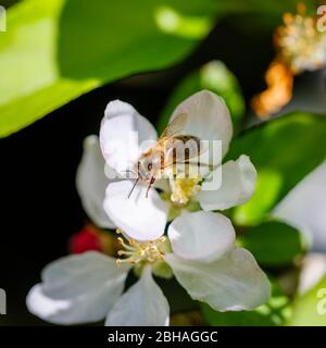Minibeast: Une abeille de miel, API mellifera, la collecte du nectar et du pollen des étamines de fleurs blanches de pommier au printemps, Surrey Banque D'Images