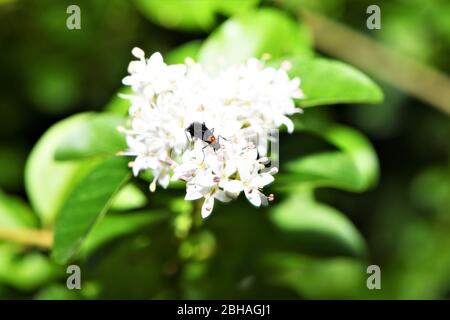 Lovebugs se reproduisent sur une fleur. Banque D'Images