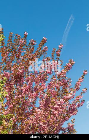 Cerisiers en fleurs sur fond de ciel bleu Banque D'Images