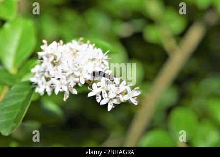 Lovebugs se reproduisent sur une fleur. Banque D'Images