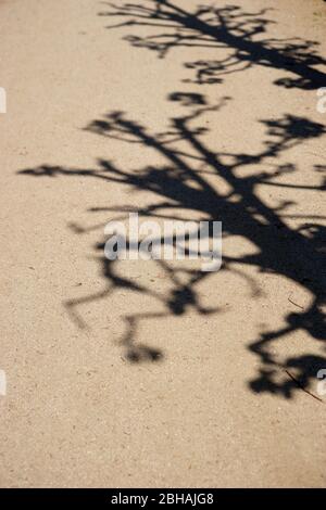 Un arbre jette des ombres de branches et de brindilles sur le sol brillant. Façade en fer ondulé. Banque D'Images