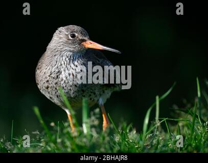 Redshank (Tringa totanus), captive, Allemagne Banque D'Images