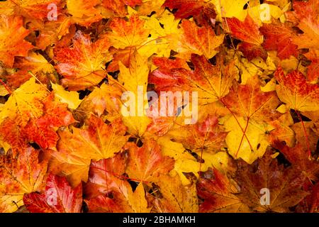 Feuilles d'automne, jardin japonais, Portland, Oregon, États-Unis Banque D'Images