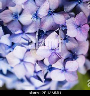 hortensias fleuris dans le jardin Banque D'Images
