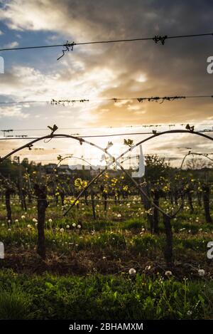 De jeunes tendinaux de vin dans un vignoble devant le ciel du soir au printemps Banque D'Images