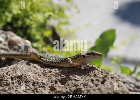 Lézard italien de mur soulevant ses jambes pour reconnaître un être dominant Banque D'Images