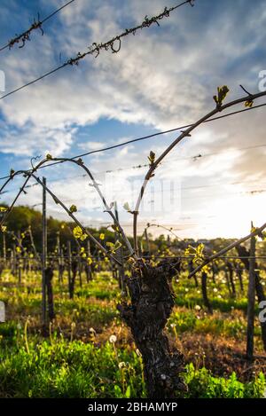 De jeunes tendinaux de vin dans un vignoble devant le ciel du soir au printemps Banque D'Images