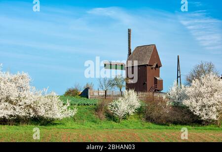 Le Bockwindmühle de Schellsitz au printemps, arbres à fleurs blanches, Naumburg (Saale), Saxe-Anhalt, Allemagne Banque D'Images