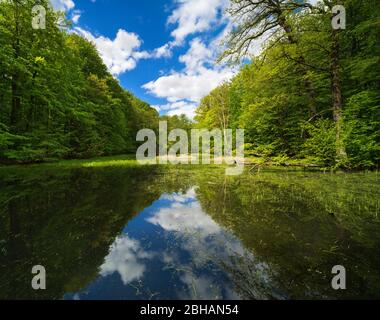 Le Hünenteich dans le parc national de Hinich au printemps, entouré de forêts naturelles, de Buchenurwälder, classé au patrimoine mondial de l'UNESCO, et des forêts de la Vieille Beech des Carpates et d'autres régions d'Europe, Thuringe, Allemagne Banque D'Images