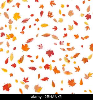 Fond de feuilles d'érable colorées et humides. SPE 10 Illustration de Vecteur