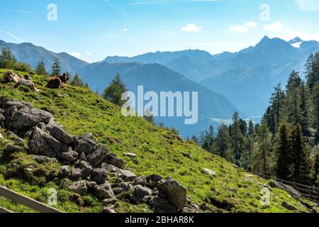 Europe, Autriche, Tyrol, Alpes de l'Ötztaler, Umhausen, Leierstal, vaches sur la prairie alpine à Leierstam au-dessus de l'Ötztal avec vue sur les Alpes de Stubaier Banque D'Images