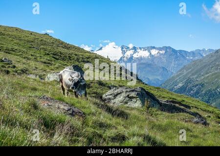 Europe, Autriche, Tyrol, Alpes de l'Ötztal, Sölden, vache sur un pré de montagne en toile de fond des Alpes de l'Ötztal Banque D'Images