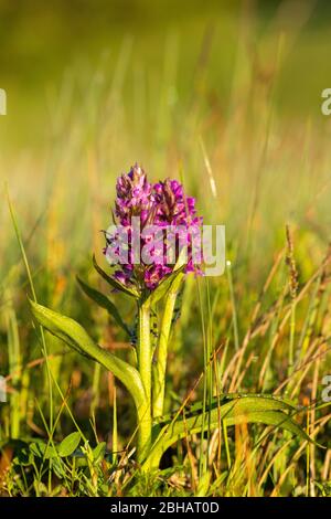 Casque Orchid (Orcis militaris) est une orchidée originaire d'Allemagne Banque D'Images