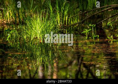 Une pelouse d'herbe se tient dans un petit étang inondé sur le Grand Ostersee et se reflète. Banque D'Images