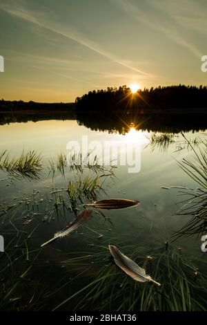 Plumes d'oie sur la rive du grand Ostersee pendant le coucher du soleil Banque D'Images