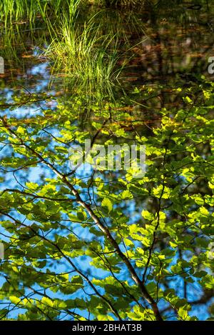 Une pelouse d'herbe se tient dans un petit étang inondé sur le Grand Ostersee et se reflète avec la branche d'un hêtre vert. Banque D'Images