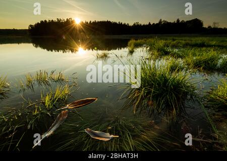 Plumes d'oie sur la rive du grand Ostersee pendant le coucher du soleil Banque D'Images