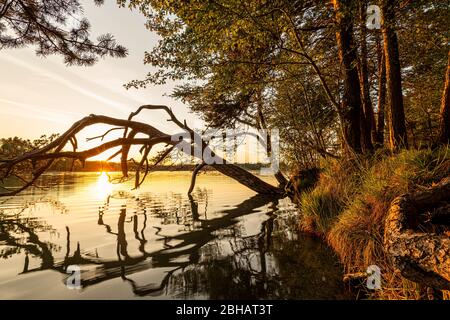 Un pin sur la rive du Grand Ostersee près d'Iffeldorf se reflète dans l'eau avec la Star du soleil. Banque D'Images