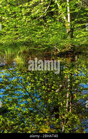 Une pelouse d'herbe se tient dans un petit étang inondé sur le Grand Ostersee et se reflète avec la branche d'un hêtre vert. Banque D'Images