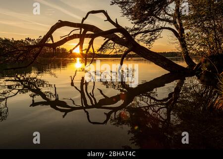 Un pin sur la rive du Grand Ostersee près d'Iffeldorf se reflète dans l'eau avec la Star du soleil. Banque D'Images