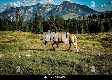 Cheval semi-sauvage au Postalm Banque D'Images