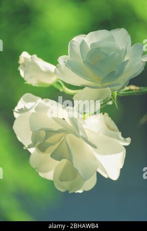 Pétales de rose blancs, rayés en X. Banque D'Images