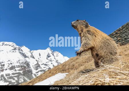 Marmotte alpine, Marmota marmota, Parc National Hohe Tauern, la Haute Route alpine du Grossglockner, Carinthie, Autriche, Europe Banque D'Images