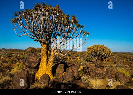 Arbre de quois (Aloidendron dichotomum) poussant contre le ciel bleu clair, Namibie Banque D'Images