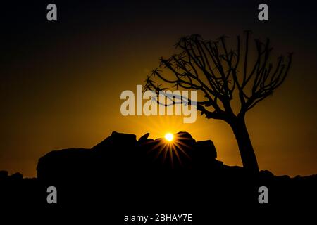 Silhouette de quiver Tree (Aloidendron dichotomum) au coucher du soleil, Namibie Banque D'Images