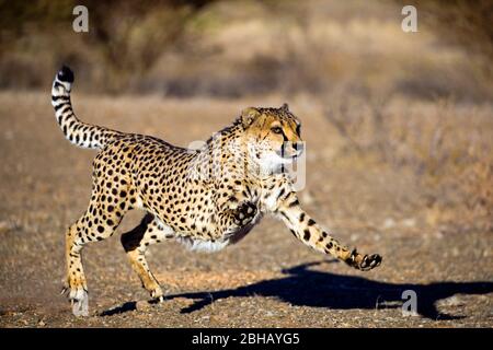 Cheetah (Acinonyx jubatus) en cours de chasse, Namibie Banque D'Images