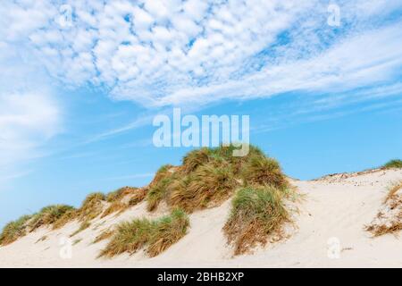 Danemark, Jutland, fjord de Ringkobing, dunes sur la plage de Nymindegab. L'herbe de marram (Ammophila) est une plante de la famille des graminées (Poaceae) Banque D'Images