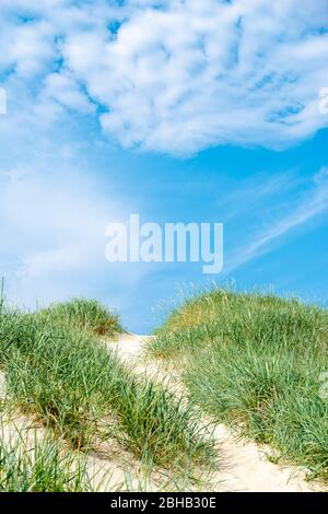 Danemark, Jutland, fjord de Ringkobing, dunes sur la plage de Nymindegab. L'herbe de marram (Ammophila) est une plante de la famille des graminées (Poaceae) Banque D'Images