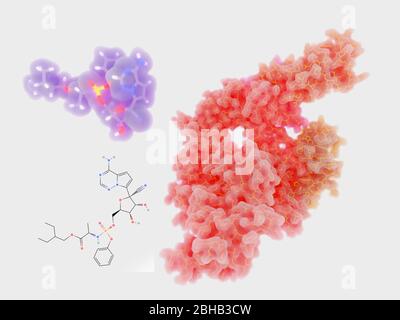 Modèles moléculaires du rémésivir de la drogue analogue nucléotidique et sa cible l'enzyme RNA-dépendante de l'ARN (acide ribonucléique) polymérase (RDRP) du coronavirus du SRAS-CoV-2. Le virus est apparu à Wuhan, en Chine, en décembre 2019, et cause une maladie respiratoire légère (covid-19) qui peut se développer en pneumonie et être fatale dans certains cas. Le RDRP catalyse la réplication de l'ARN (le génome viral) à partir d'un modèle d'ARN et est une cible prometteuse pour le traitement du Covid-19. Banque D'Images