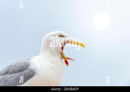 Goéland du hareng (Larus argentatus) espèce d'oiseau de la famille des mouettes (Laridae). Goll jubilant. Banque D'Images