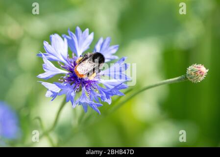 Bumblebee (Bombus), sur une fleur de maïs (Cyanus segeum Hill, Centaurea cyanus L.), ou appelée cyanure. Banque D'Images