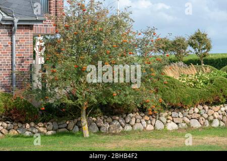 Allemagne, rowan aussi connu sous le nom de rowan ou rowan (Sorbus aucuparia). Banque D'Images