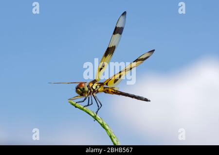 Dragonfly, Darter à ailes jaunes, Symptum flaveolum Banque D'Images