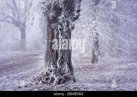 Europe, Allemagne, Hesse, parc naturel Lahn-Dill-Bergland, Hohensolms, tilleul et châtaigniers dans le givrage sur la colline du château