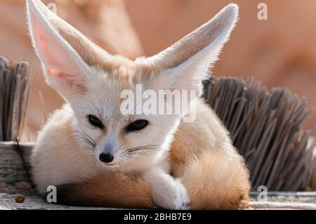 Vue rapprochée d'un renard du désert / renard du fennec dans le désert du Sahara, en Tunisie Banque D'Images