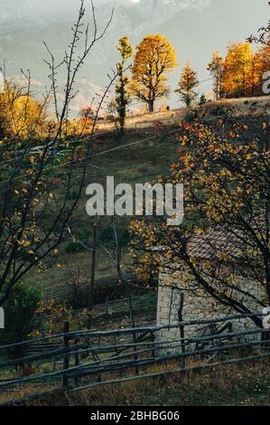 Arbre jaune d'automne dans les montagnes de Rhodope, Bulgarie. Aspen commun, Populus tremula