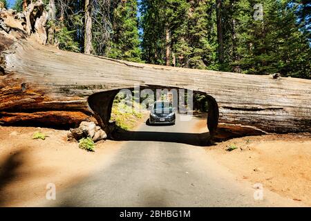 Vue sur la route et le tunel taillé dans de gigantesques arbres de Sequoia dans le parc national de Sequoia, Californie États-Unis Banque D'Images