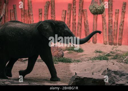 Jeune éléphant dans un zoo européen Banque D'Images