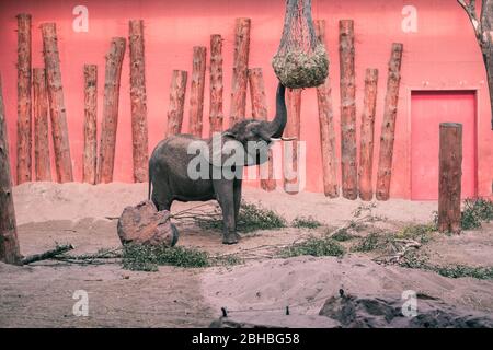 Éléphant jeune bébé au zoo de Beekse Bergen, Pays-Bas, Europe. Banque D'Images